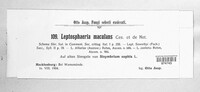 Leptosphaeria maculans image